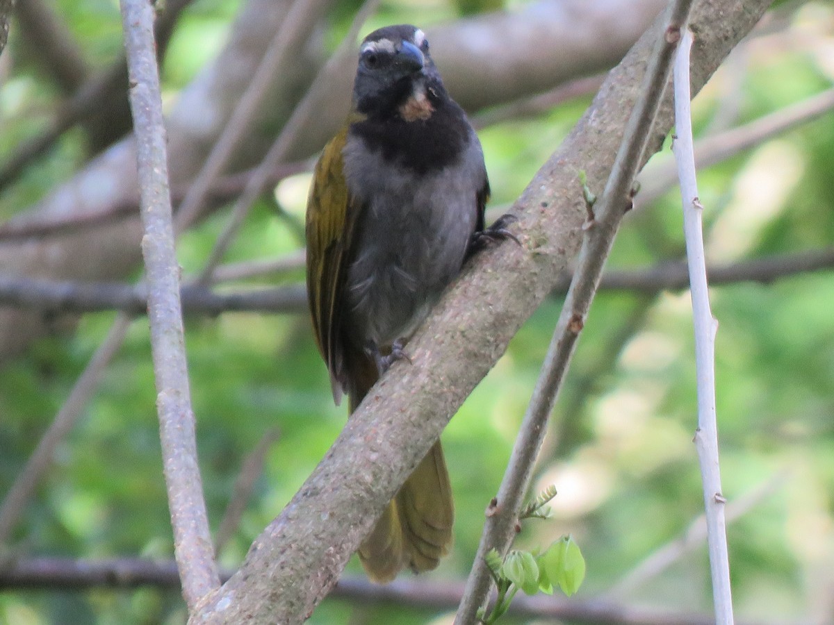 Buff-throated Saltator - ML630462673