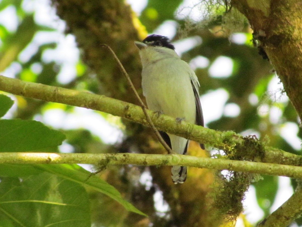 Gray-collared Becard - ML630462698