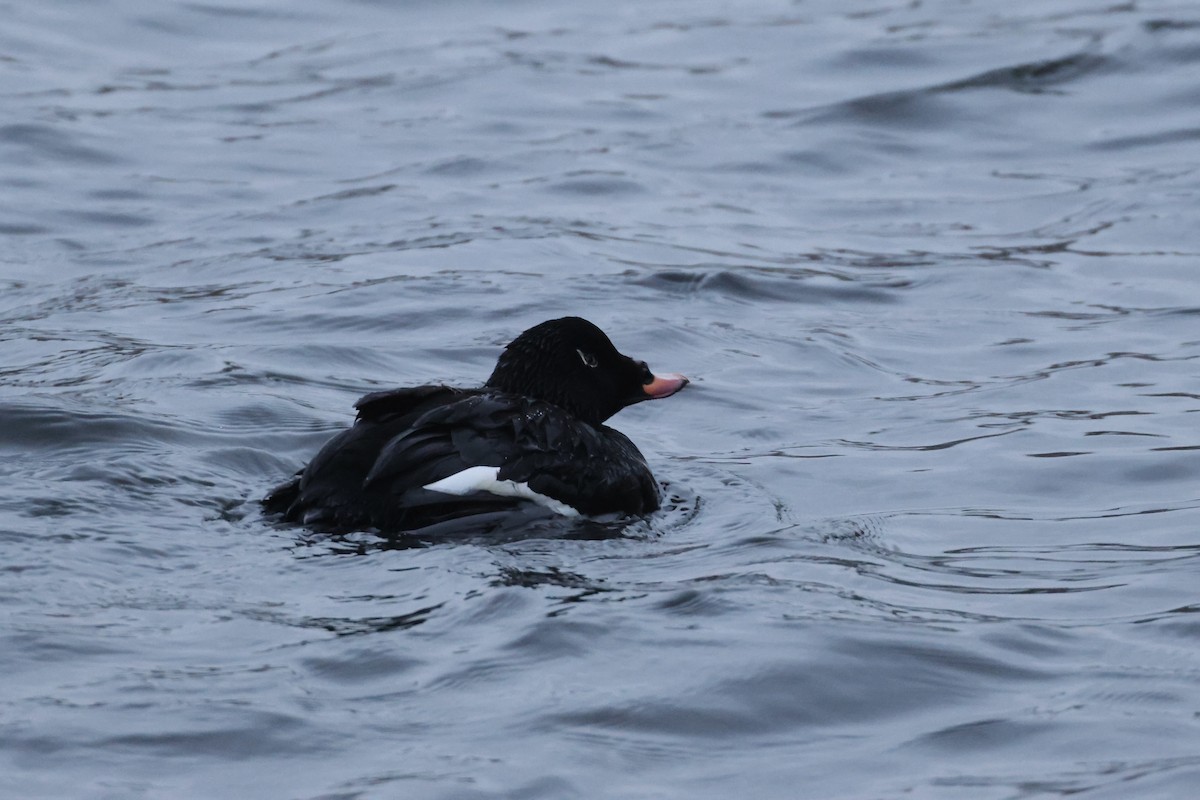 White-winged Scoter - ML630462752