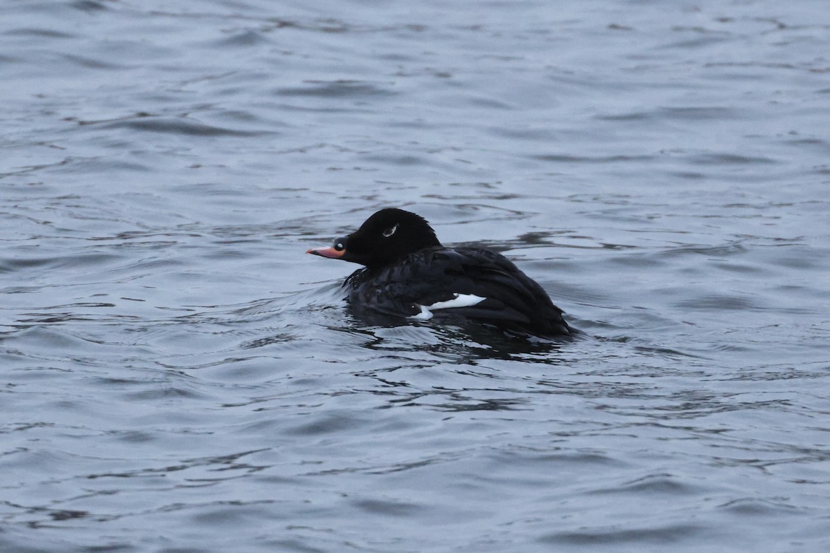 White-winged Scoter - ML630462753