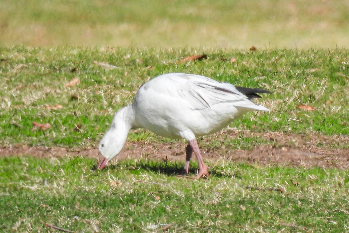 Цасны галуу - ML630462765