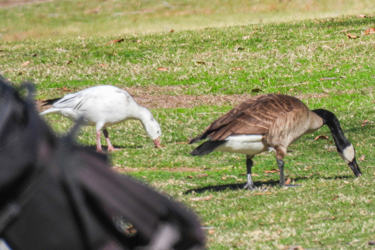 Цасны галуу - ML630462766
