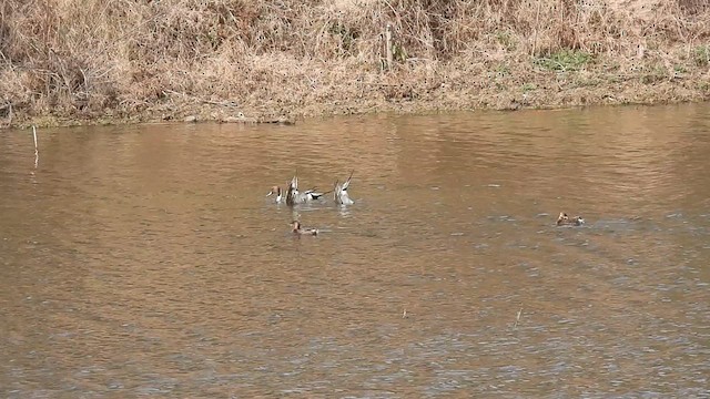 Northern Pintail - ML630462857