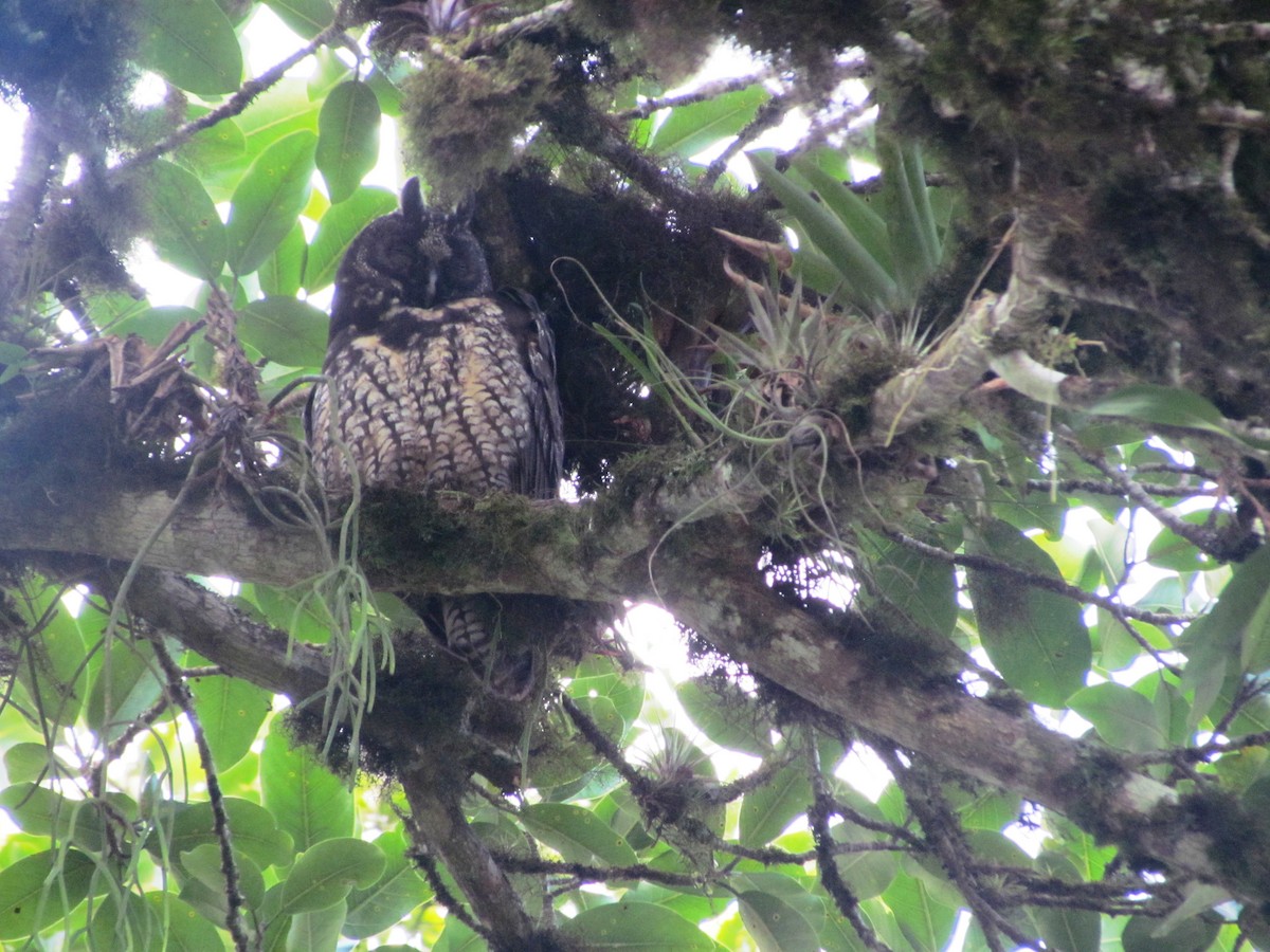 Stygian Owl - ML630462917