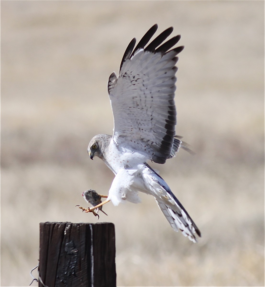 Northern Harrier - ML630463160