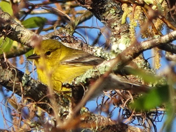 Pine Warbler - ML630463166