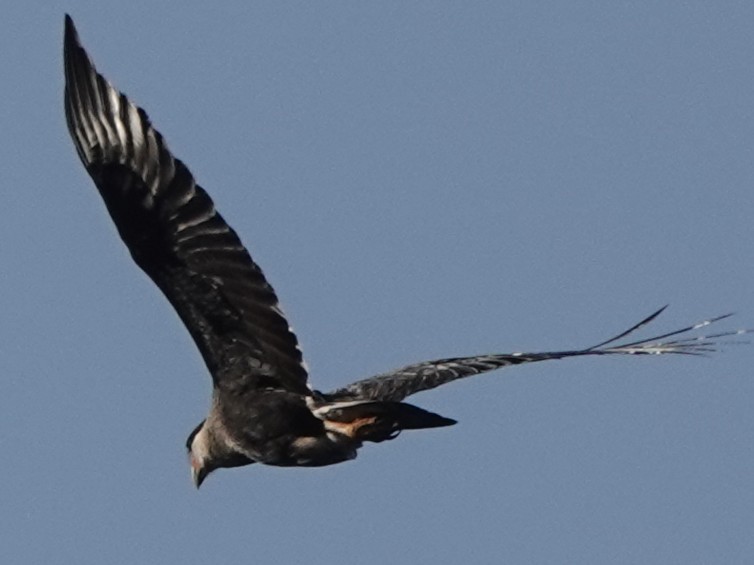 Crested Caracara - ML630463187