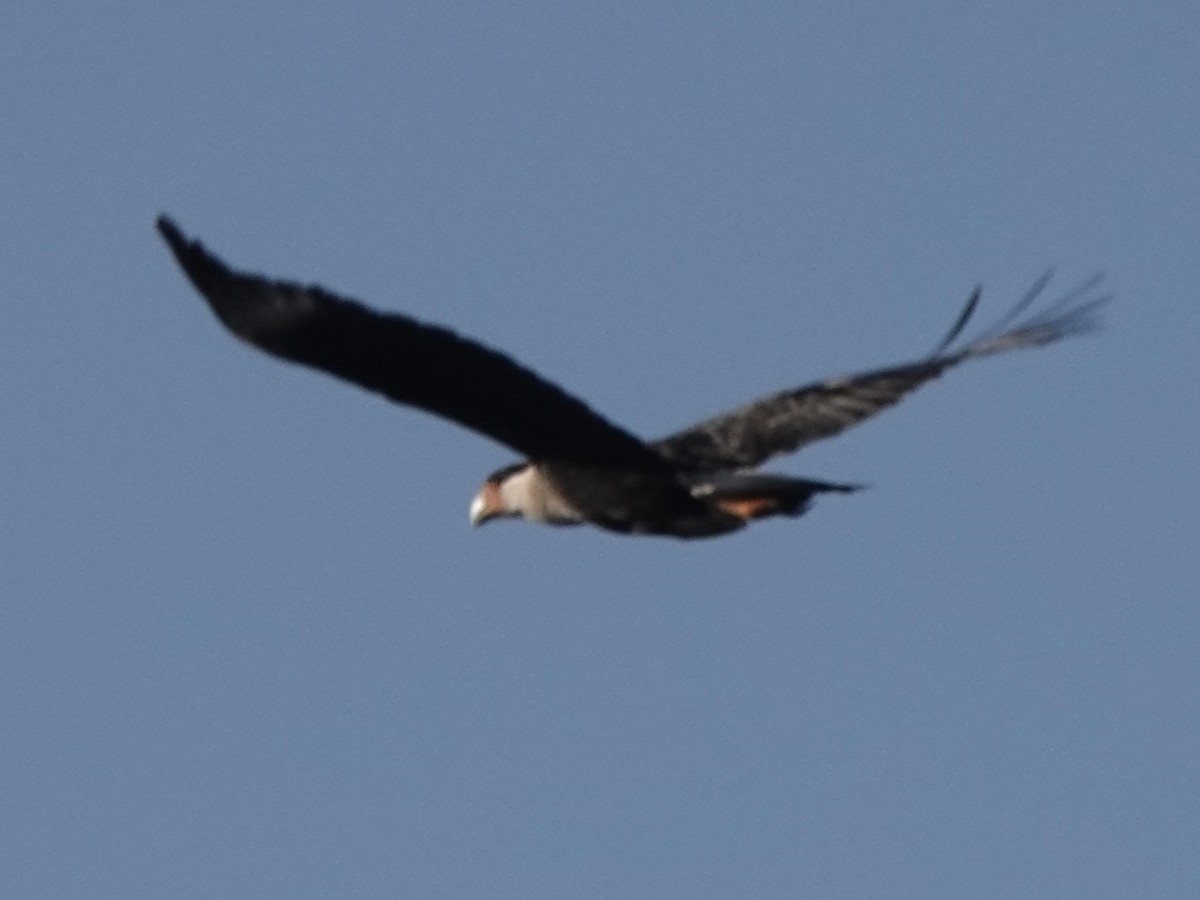 Crested Caracara - ML630463188