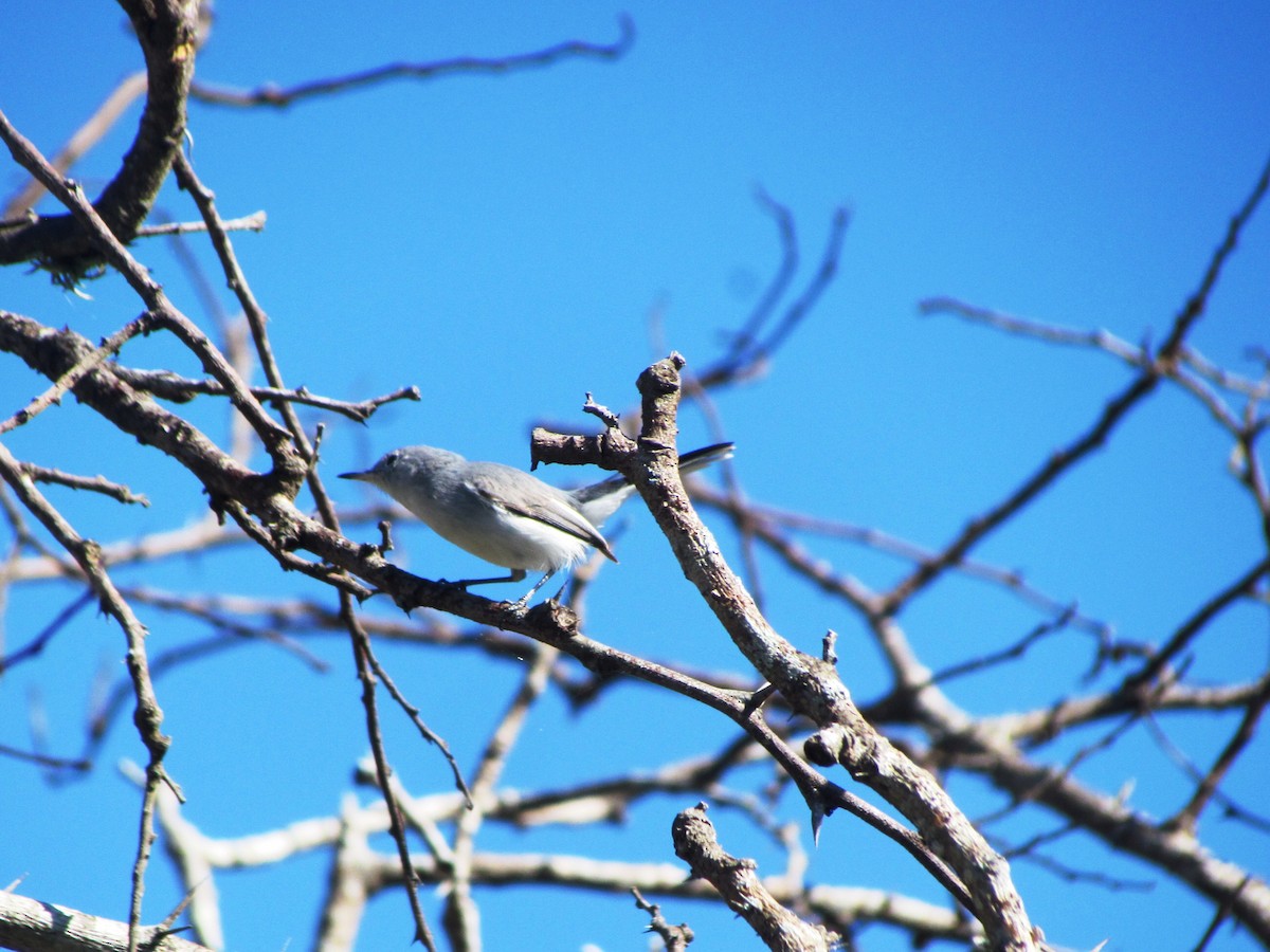 Blue-gray Gnatcatcher - ML630463376