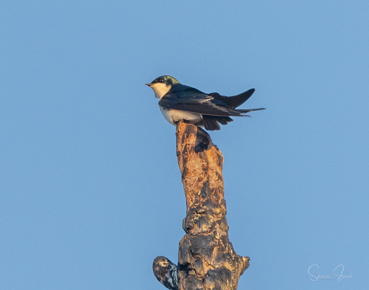 Tree Swallow - ML630463377