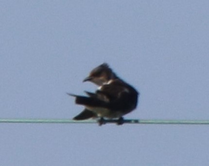 Fork-tailed Flycatcher - ML63046341