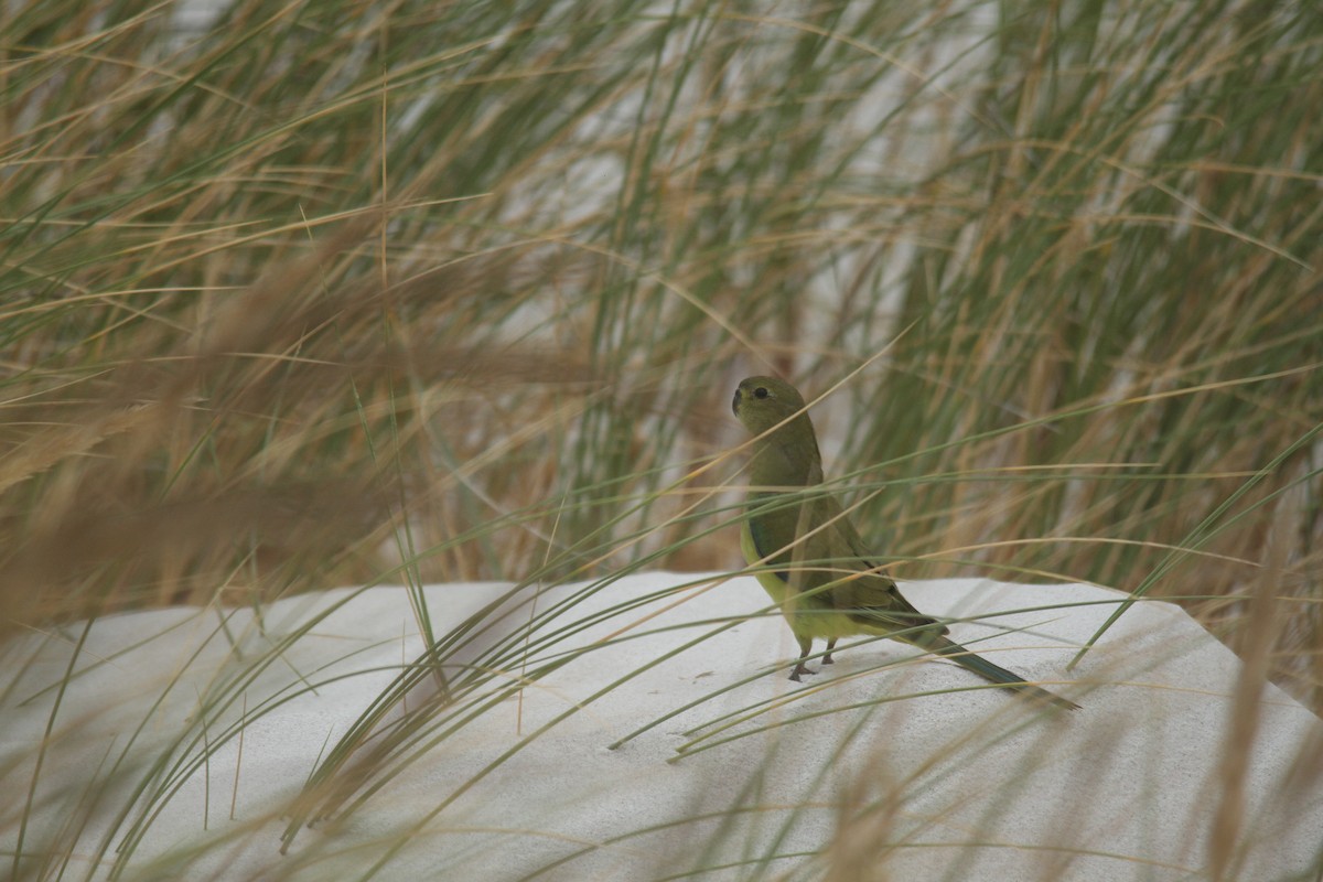 Elegant Parrot - ML630463726