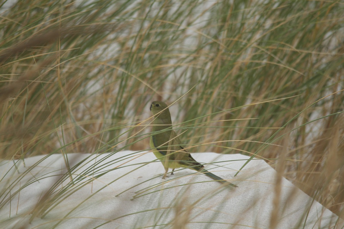 Elegant Parrot - ML630463727