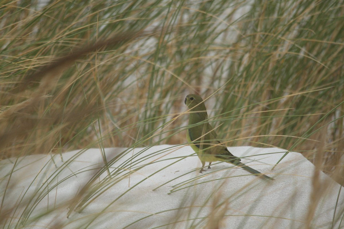 Elegant Parrot - ML630463728