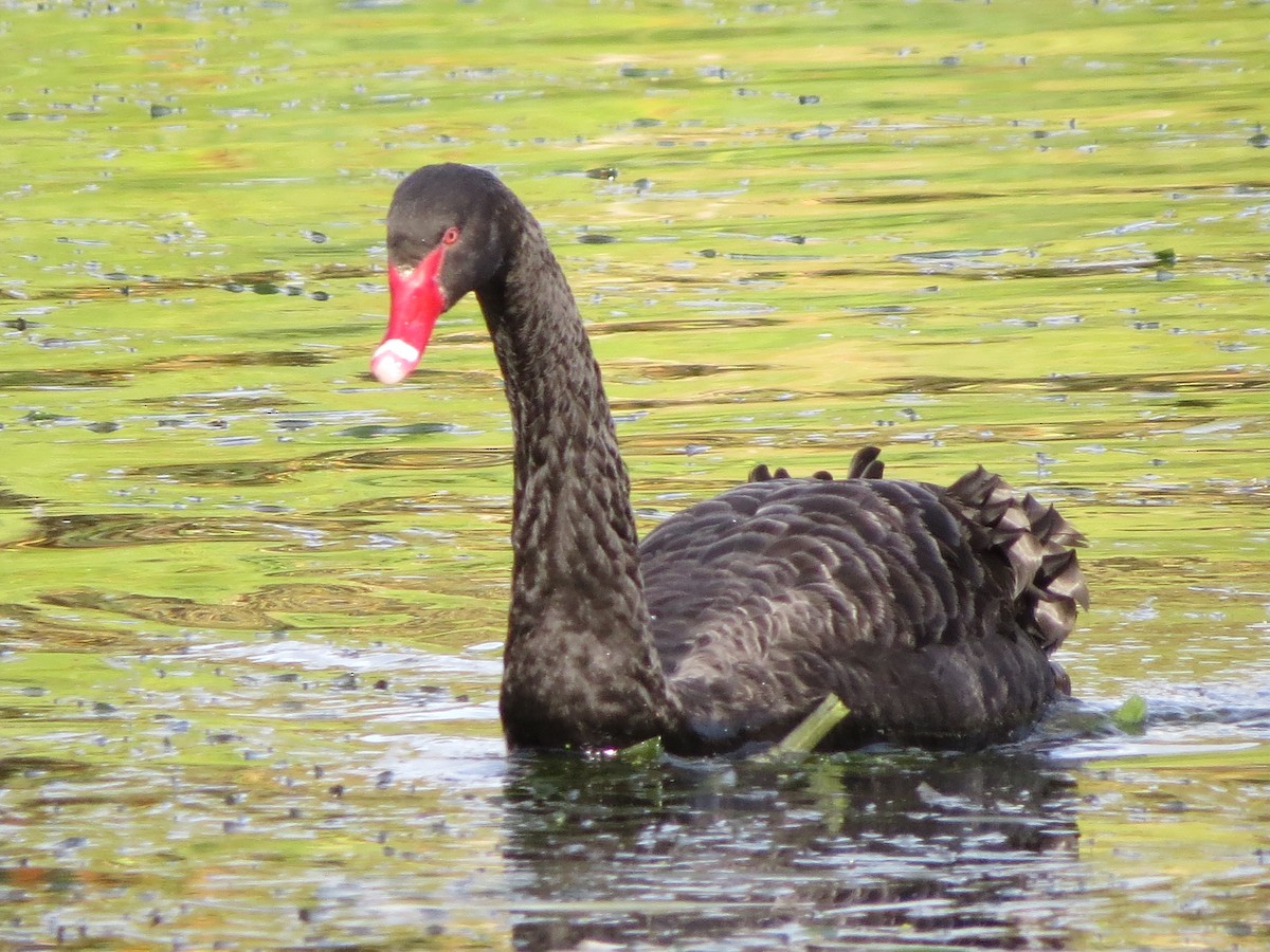 Cygne noir - ML63046391