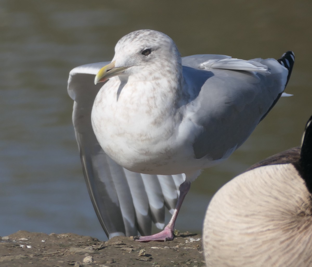 Iceland Gull - ML630463928