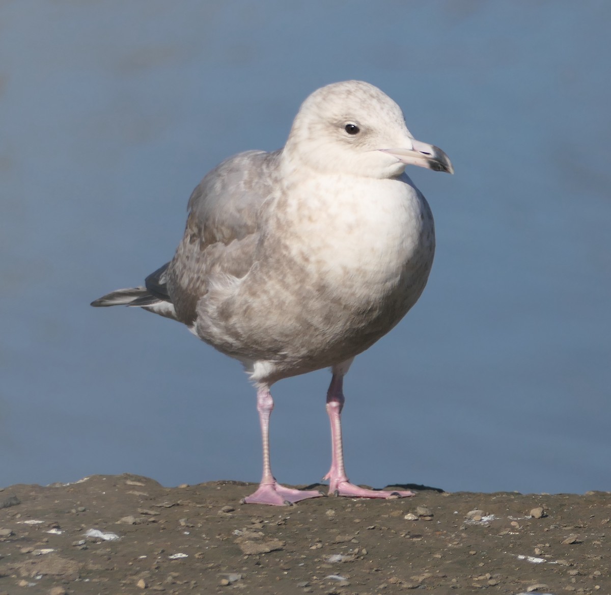 Iceland Gull - ML630463941
