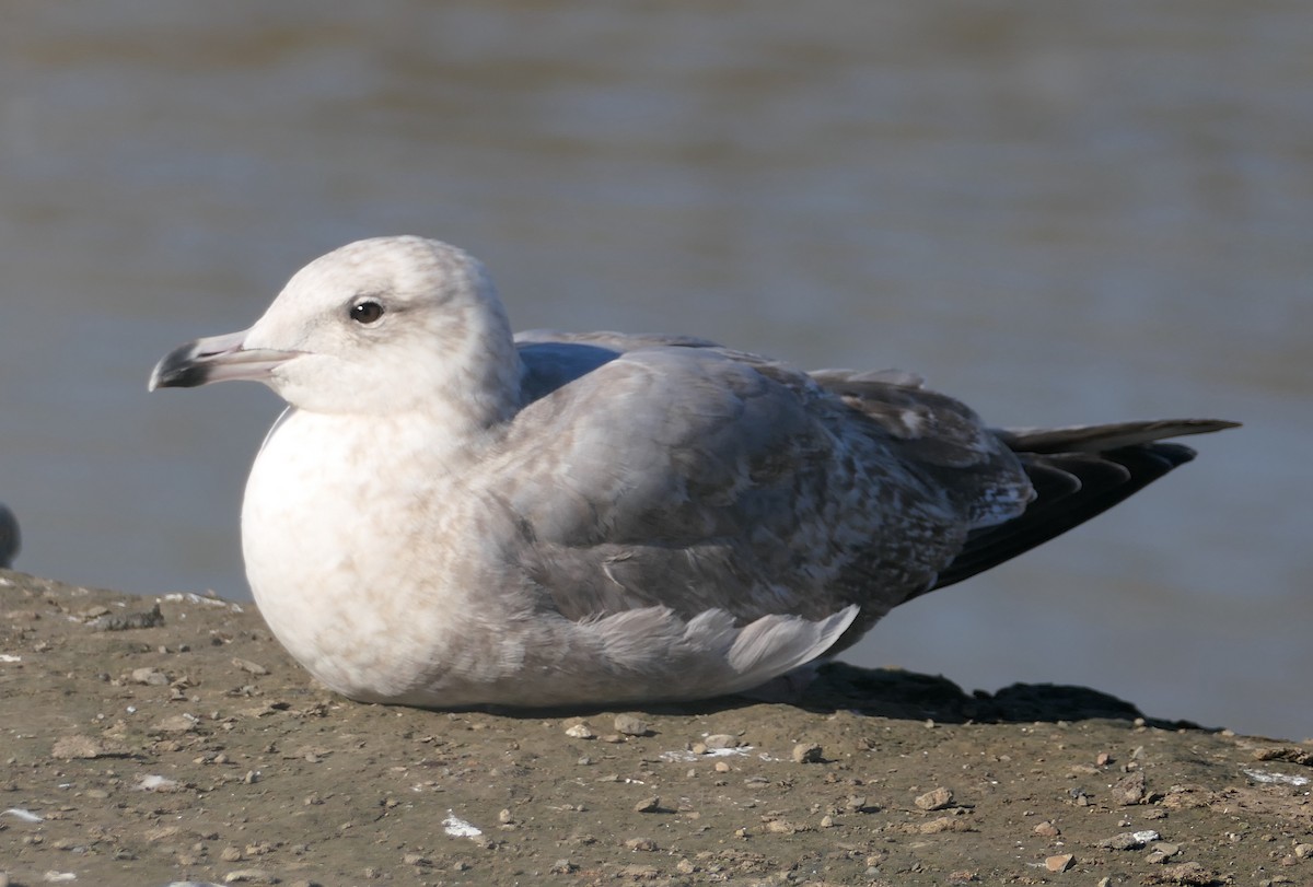 Iceland Gull - ML630463969