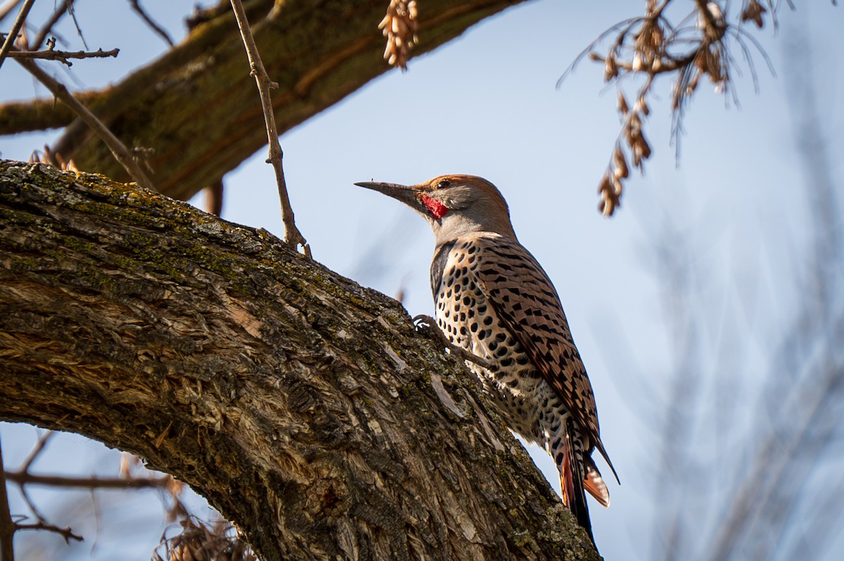 Northern Flicker - ML630464347