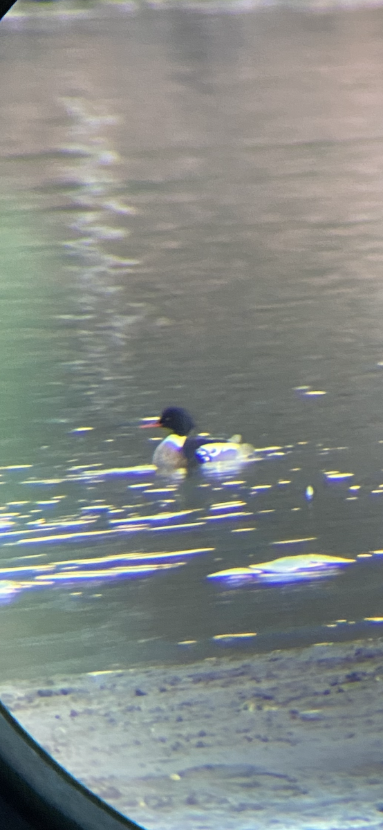 Red-breasted Merganser - ML630464400