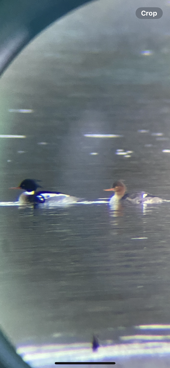 Red-breasted Merganser - ML630464401