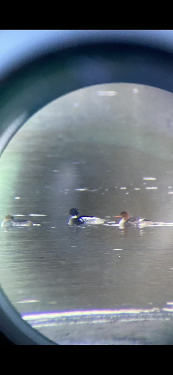 Red-breasted Merganser - ML630464402