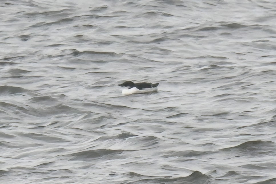 Thick-billed Murre - ML630464639