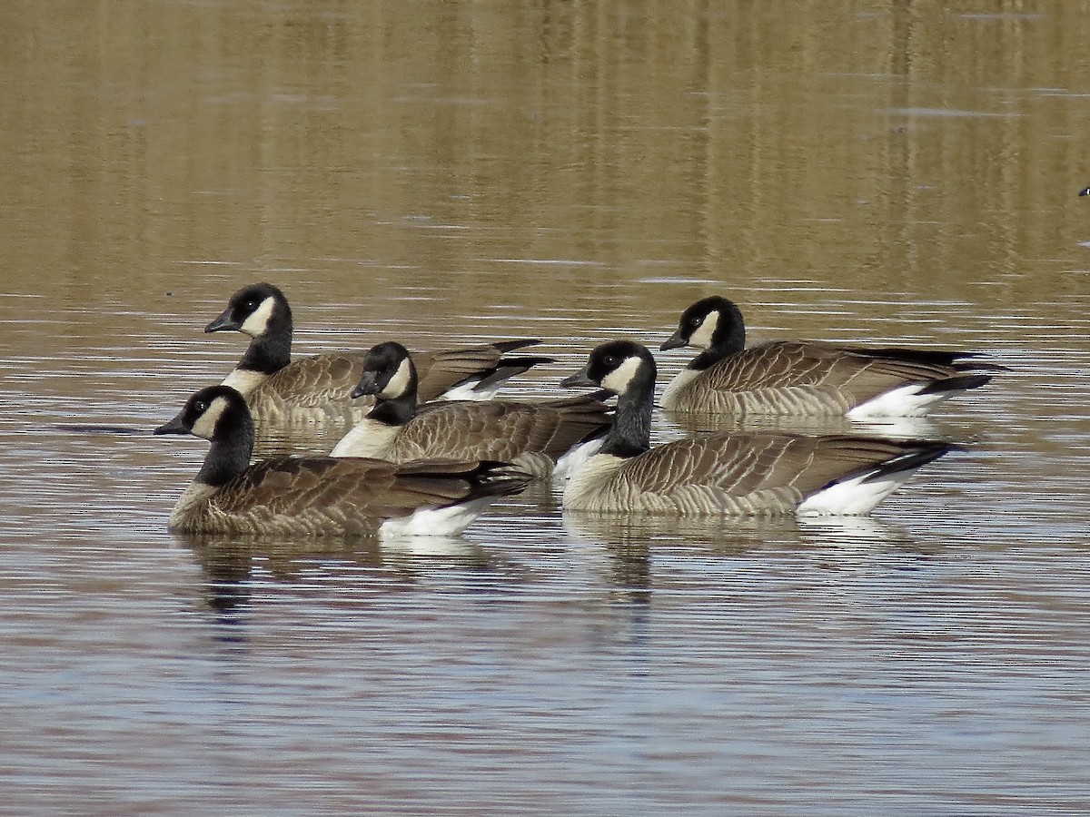 Cackling Goose - ML630464653