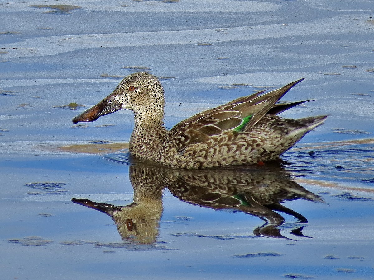 Northern Shoveler - ML630464666