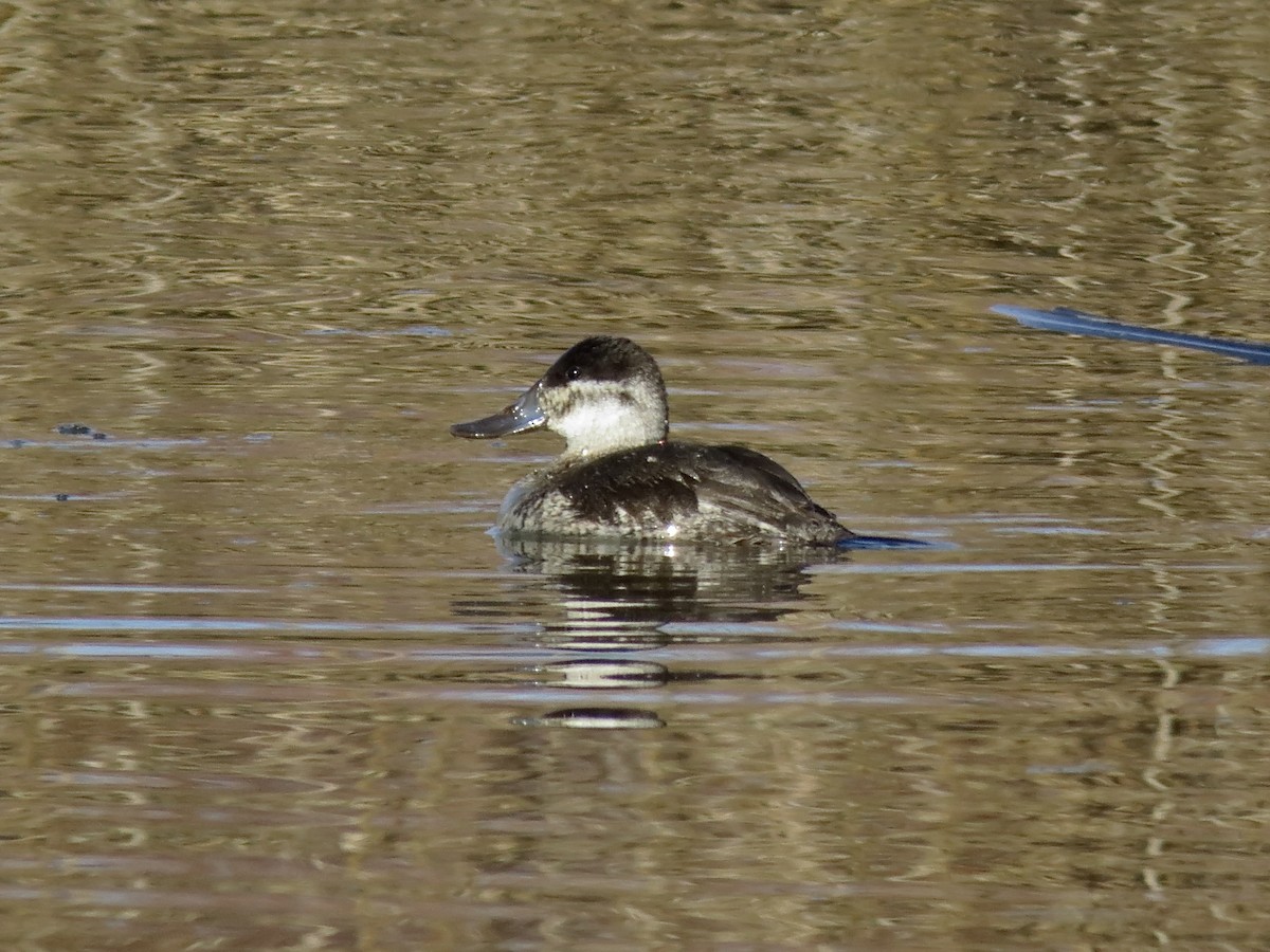 Ruddy Duck - ML630464696