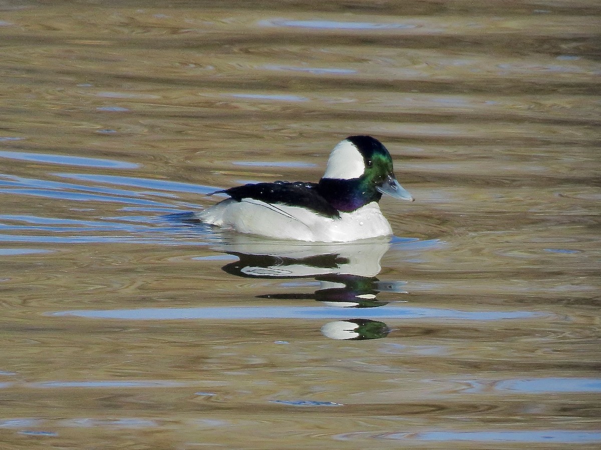 Bufflehead - ML630464717