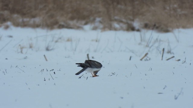 Northern Harrier - ML630465003