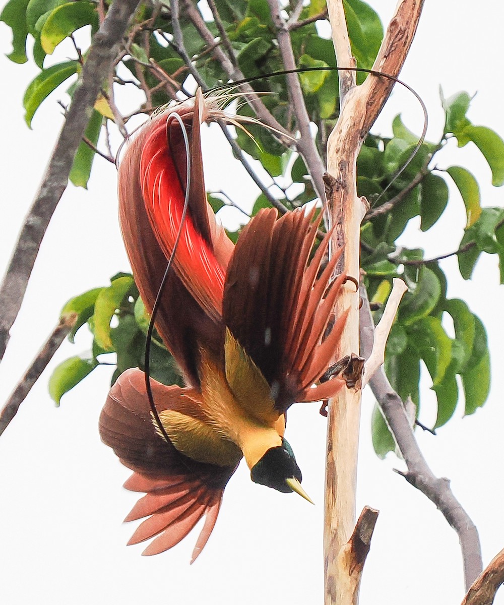 Red Bird-of-Paradise - ML630465064