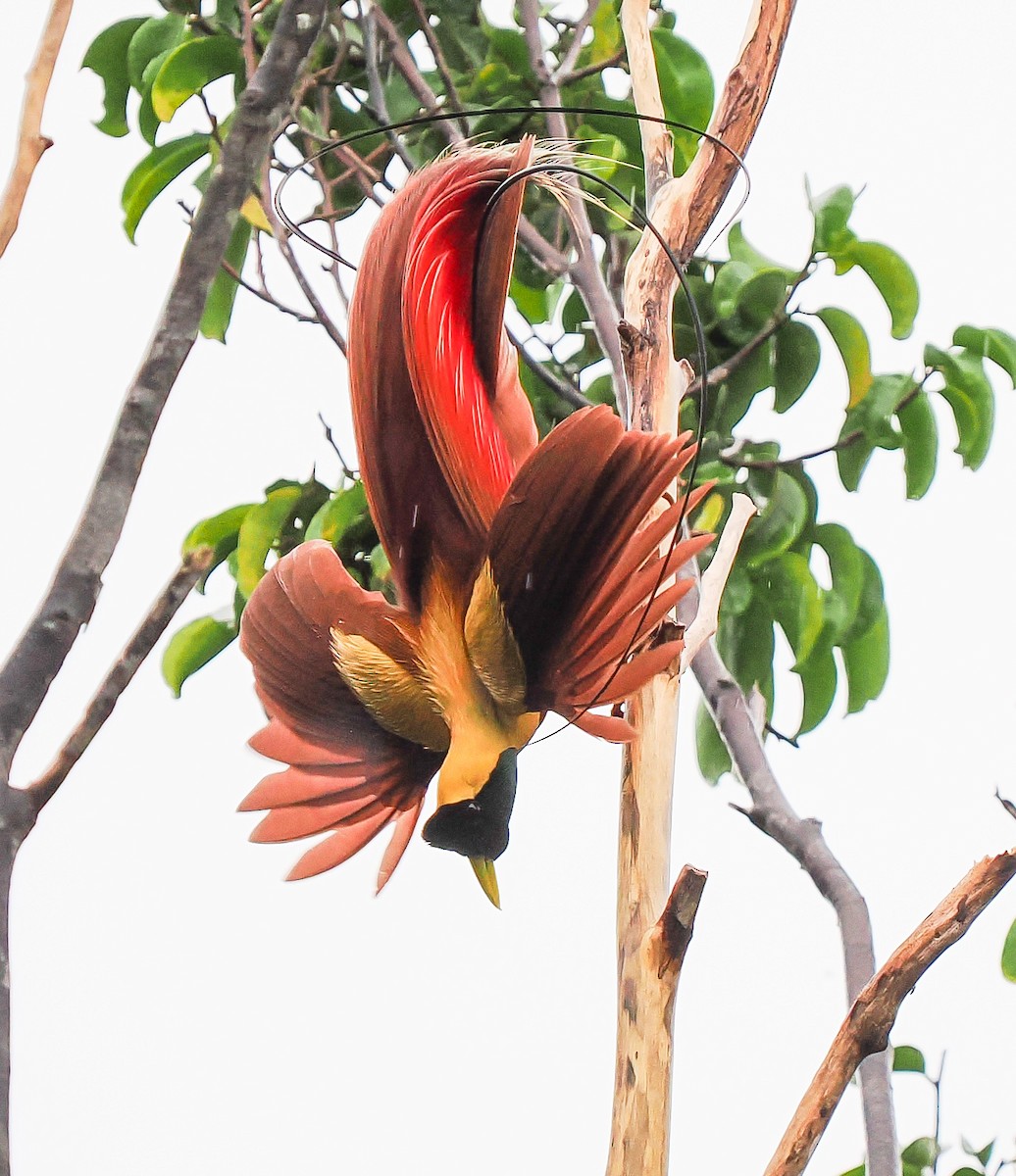 Red Bird-of-Paradise - ML630465065