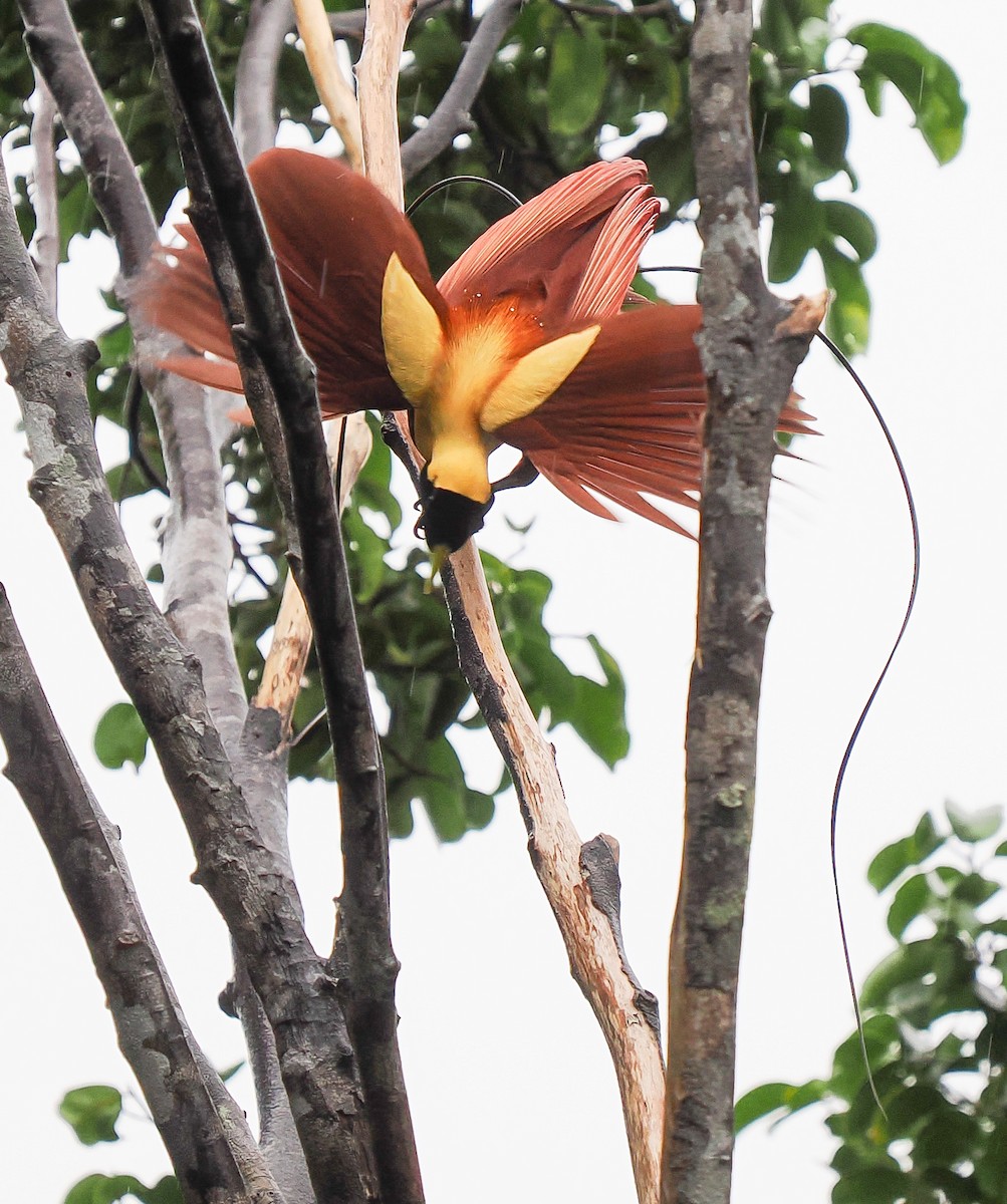 Red Bird-of-Paradise - ML630465066
