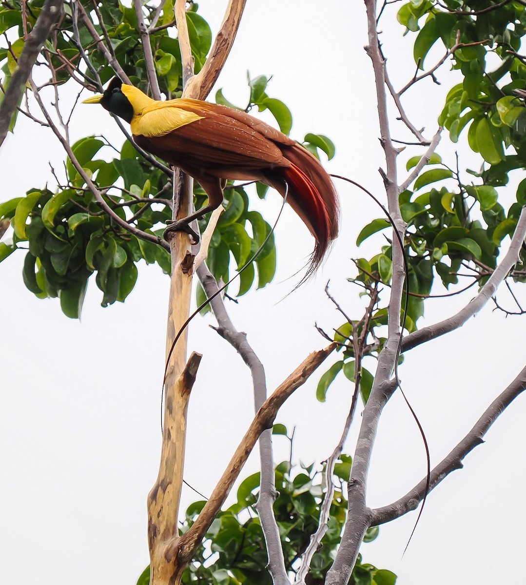 Red Bird-of-Paradise - ML630465067