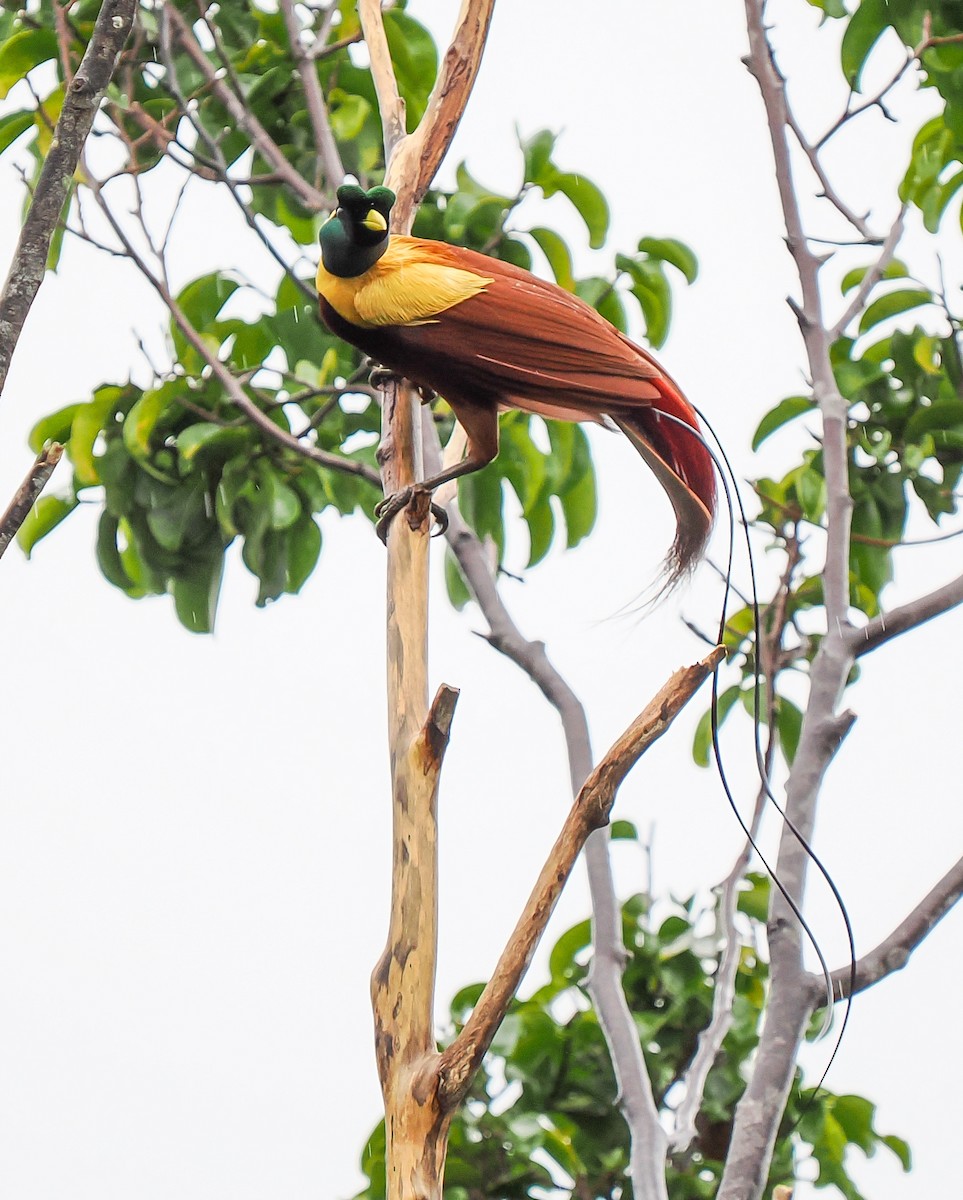 Red Bird-of-Paradise - ML630465068