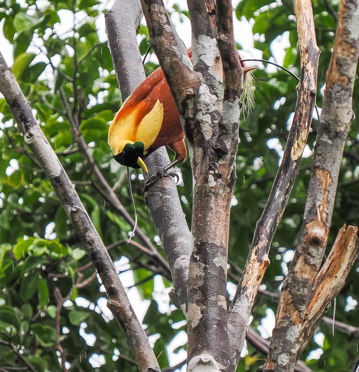 Red Bird-of-Paradise - ML630465069
