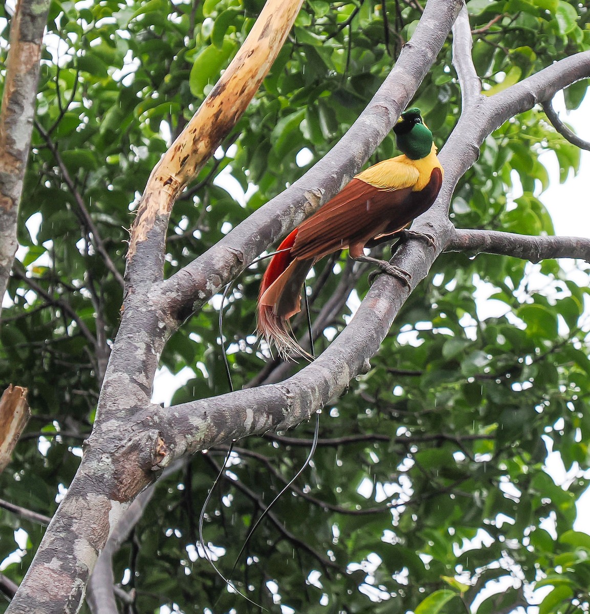 Red Bird-of-Paradise - ML630465071