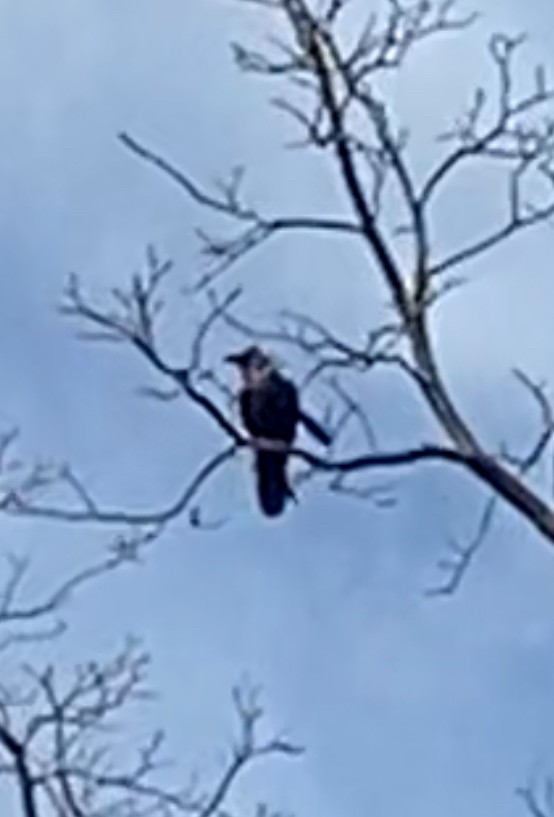 Common Raven - ML630465171