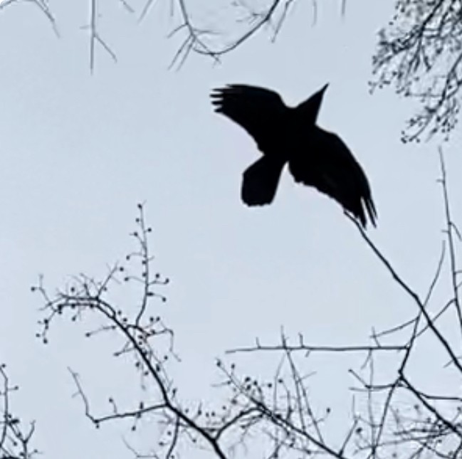 Common Raven - ML630465173