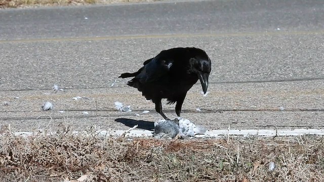 Common Raven - ML630465379