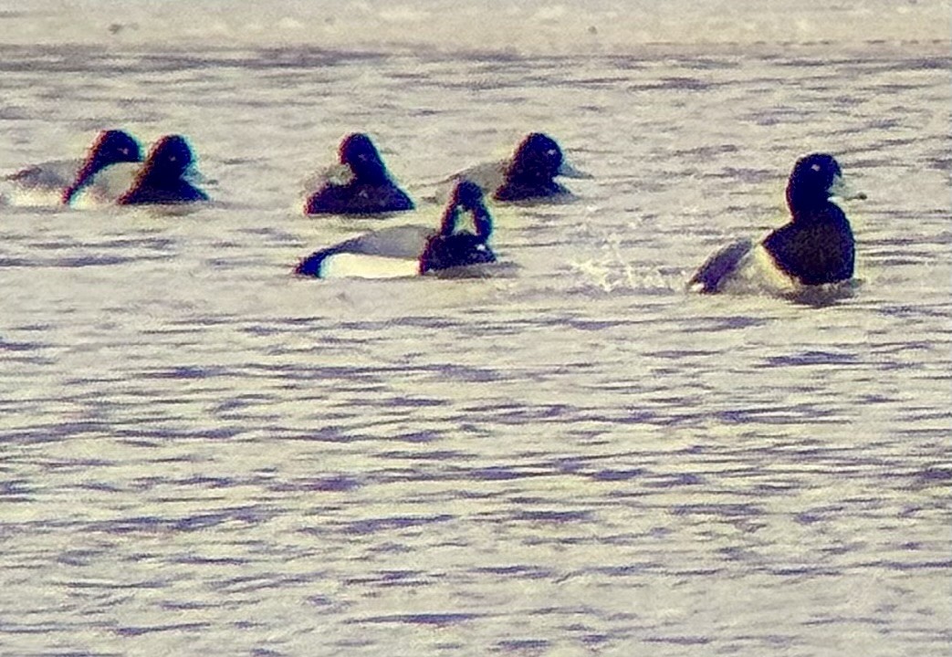 Fuligule milouinan - ML630465683