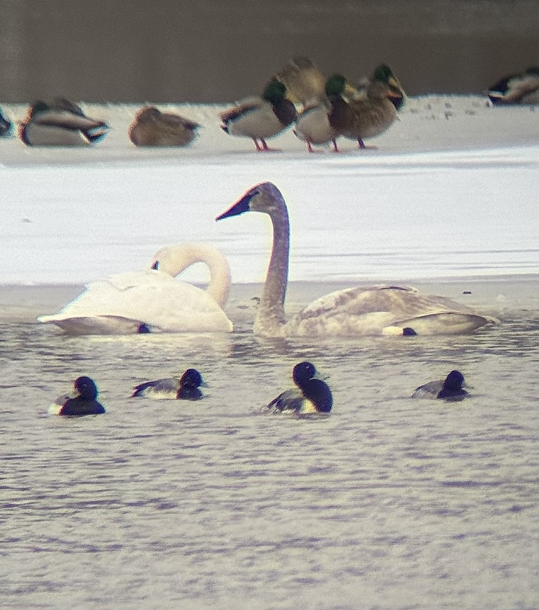 Fuligule milouinan - ML630465686