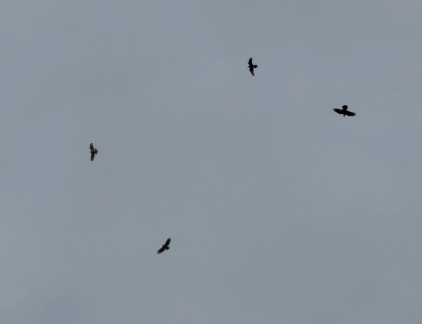 Common Raven - ML630465693