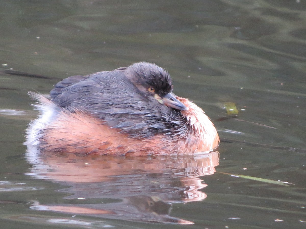 Australasian Grebe - B C