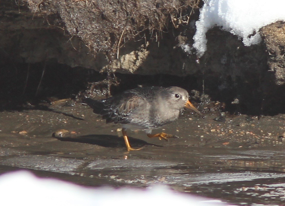 Purple Sandpiper - ML630466609