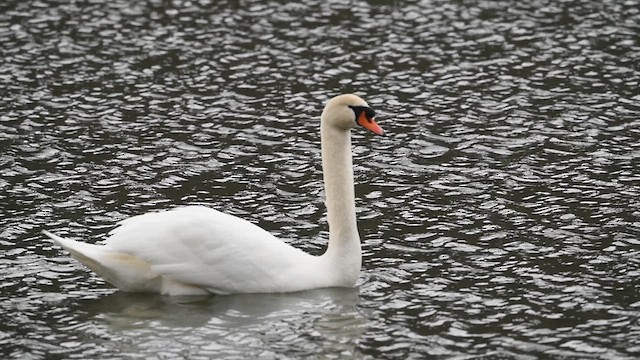 Mute Swan - ML630466612