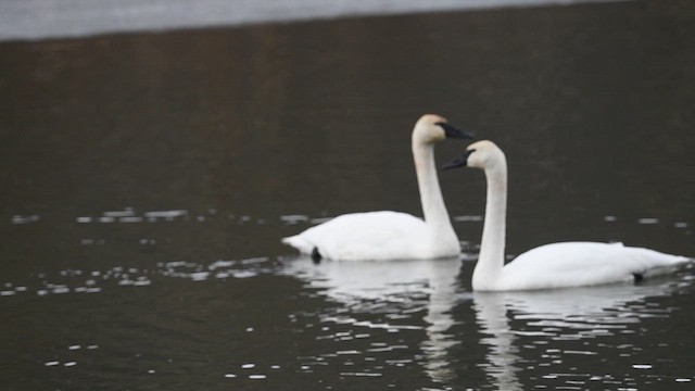 Trumpeter Swan - ML630466632