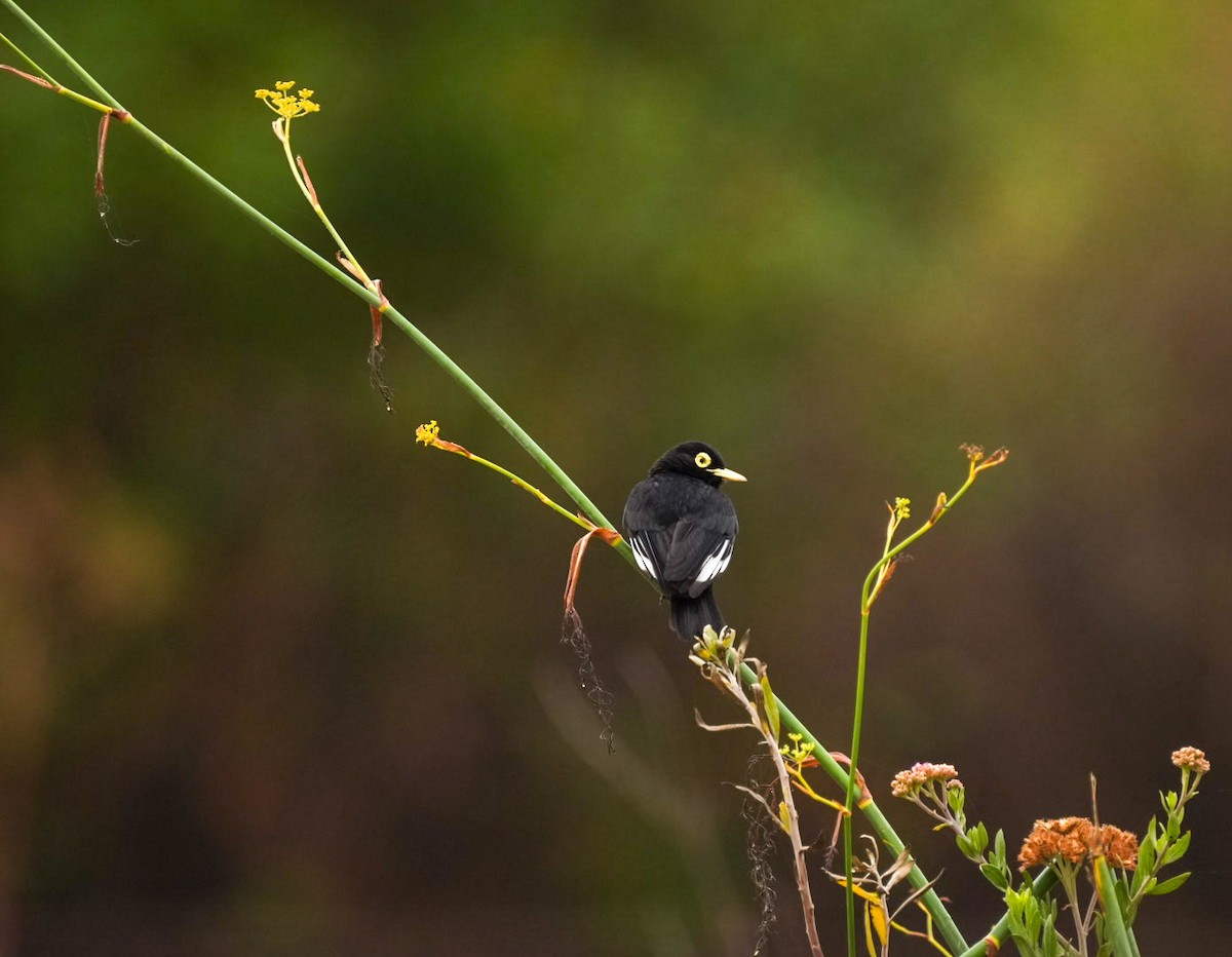 Spectacled Tyrant - ML630466678